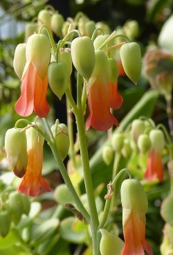 Marnier's Kalanchoe, Kalanchoe marnieriana, Bryophyllum marnierianum